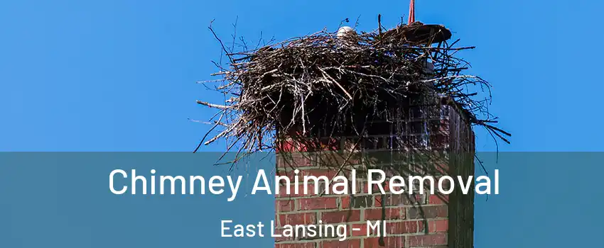 Chimney Animal Removal East Lansing - MI