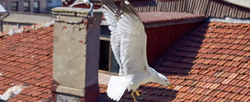 Residential Chimney Animal Removal Solution in East Lansing, MI